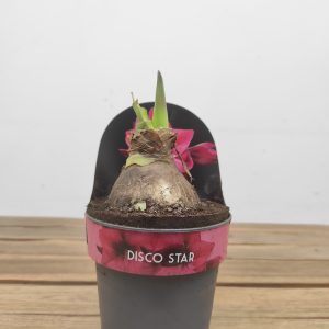 Amaryllis 'Disco Star'