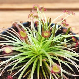 Drosera