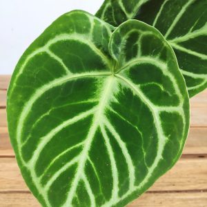 Anthurium crystallinum 'Dorayaki'