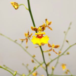 Oncidium 'Orange'