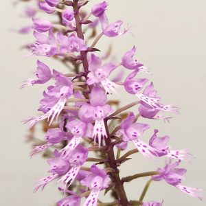 Stenoglottis Longifolia