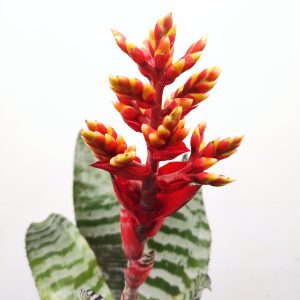 Aechmea Amina