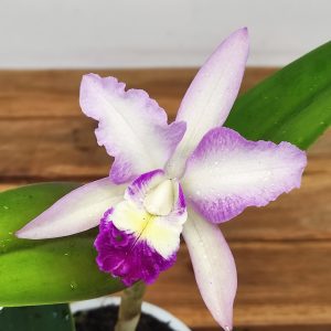 Cattleya