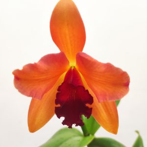 Cattleya