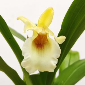 Cochleanthes
