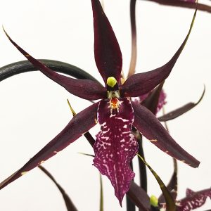 Cambria Arco – 1 haste