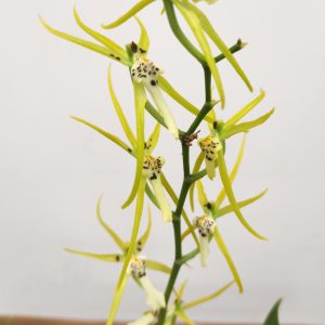 Cambria – 2 hastes