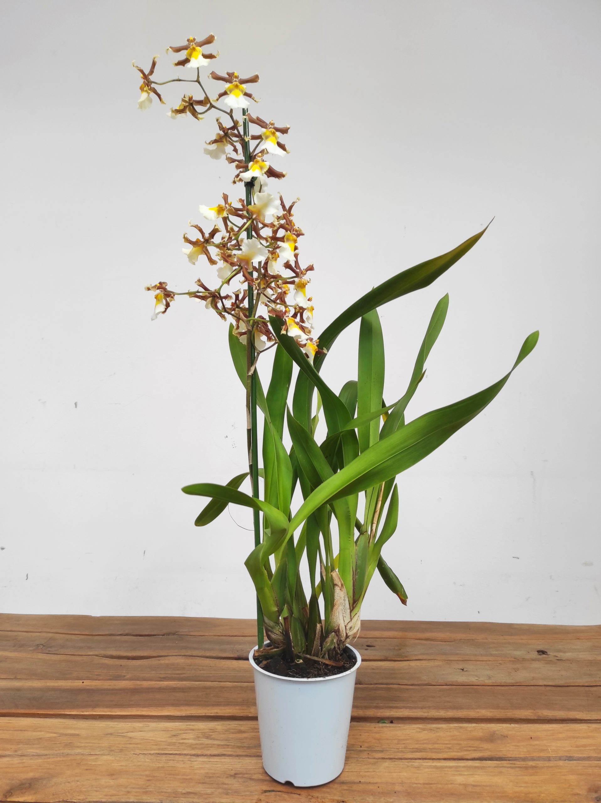 Cambria – 1 haste - Image 2