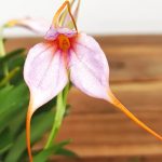 Masdevallia Rosa V.9