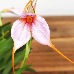 Masdevallia Rosa V.9