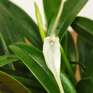 Masdevallia Branca V.9