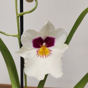 Miltonia V.12