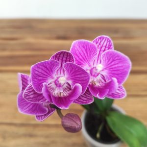 Phalaenopsis Mini C/ Vaso
