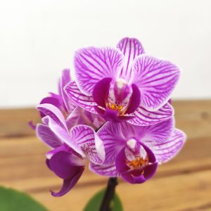 Phalaenopsis Mini C/ Vaso