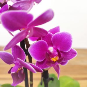 Phalaenopsis Mini C/ Vaso