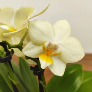 Phalaenopsis Mini C/ Vaso