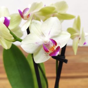 Phalaenopsis Mini C/ Vaso