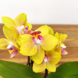 Phalaenopsis Mini C/ Vaso
