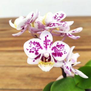 Phalaenopsis Mini C/ Vaso