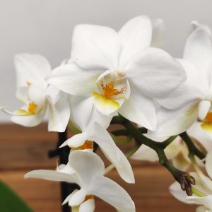 Phalaenopsis Mini C/ Vaso