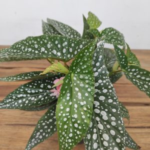 Begonia 'Double Dot'