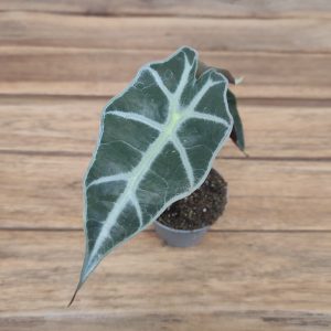 Alocasia ‘Dwarf Amazonica’