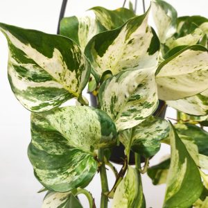 Epipremnum Snow 'Leopard'