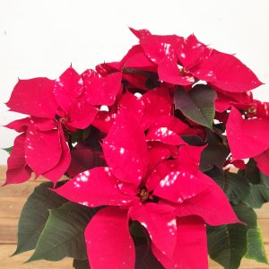 Euphorbia Pulcherrima 'Fantasy Star' - V.19