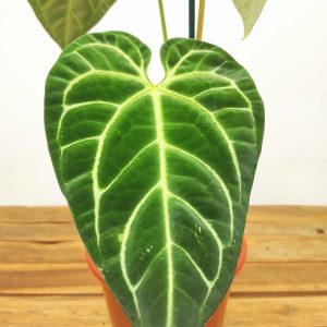 Anthurium Regale