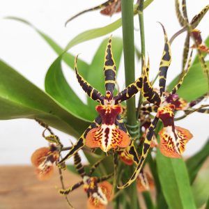 Oncidium 'Tarantula Xl Coral' - 2 Hastes
