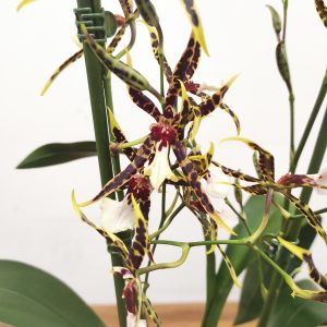 Oncidium 'Tarantula Xl Coral' - 2 Hastes