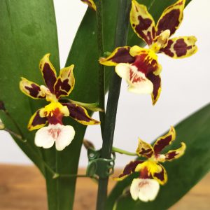 Oncidium 'Tarantula Xl Coral' - 2 Hastes