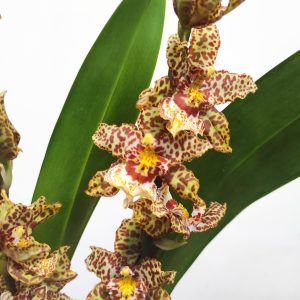 Oncidium 'Tarantula Xl Coral' - 2 Hastes