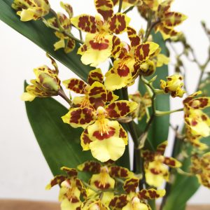 Colmanara 'Pacific Sunset'