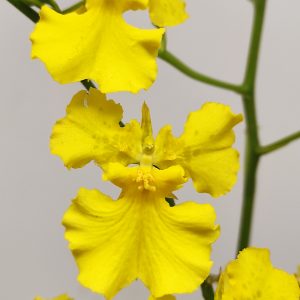 Oncidium 'Yellow Heart'