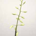 Dendrobium 'Ida White'