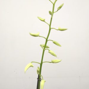 Dendrobium 'Ida White'