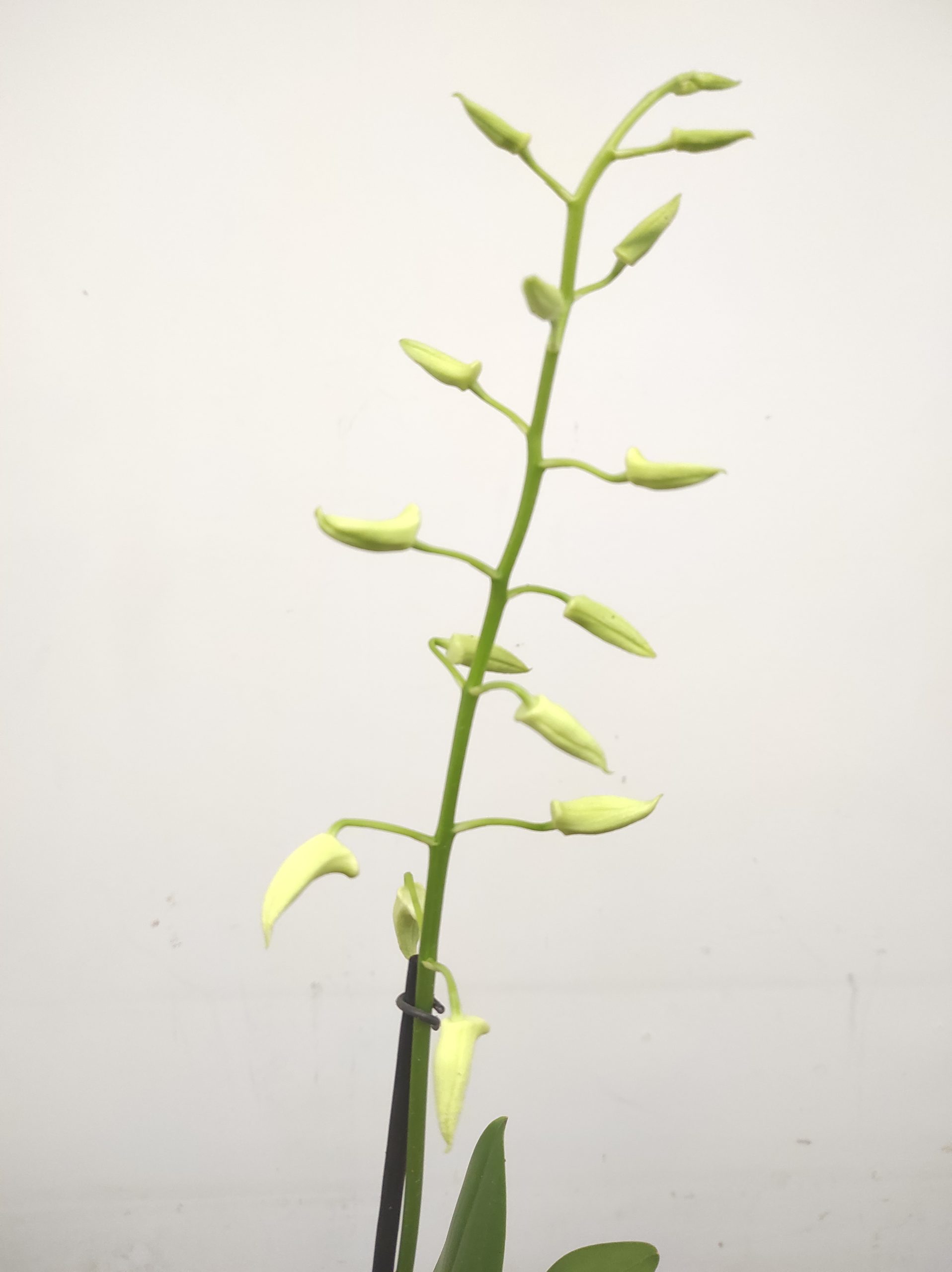 Dendrobium 'Ida White'