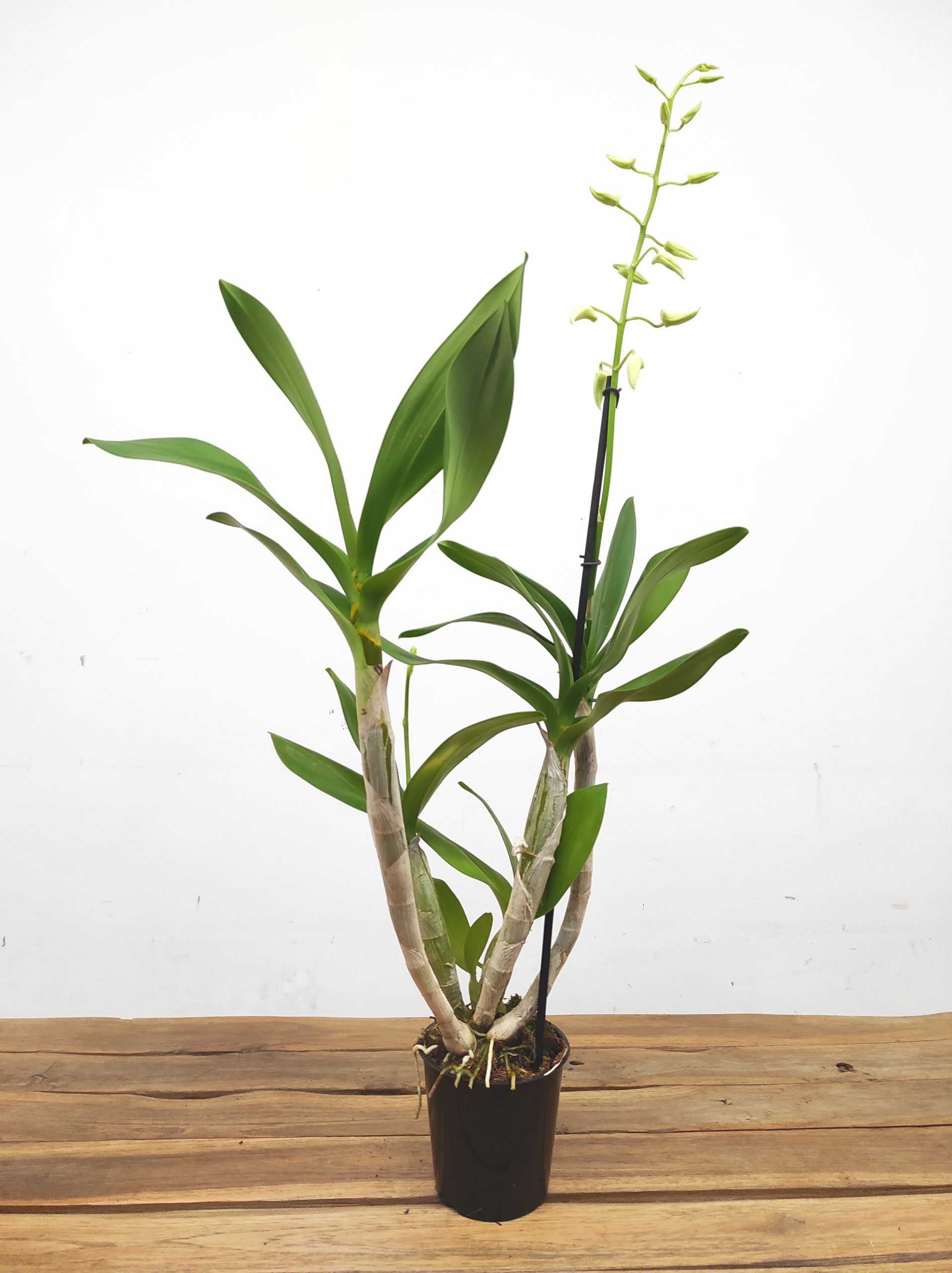Dendrobium 'Ida White' - Image 2