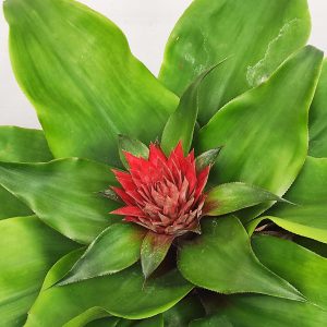 Aechmea Tayoensis