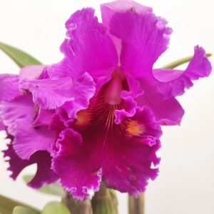 Cattleya 'Pink'