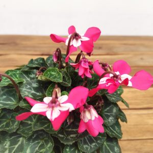 Cyclamen Kl 'Djix' Dark Red