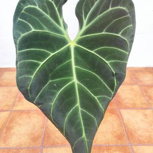 Anthurium Regale