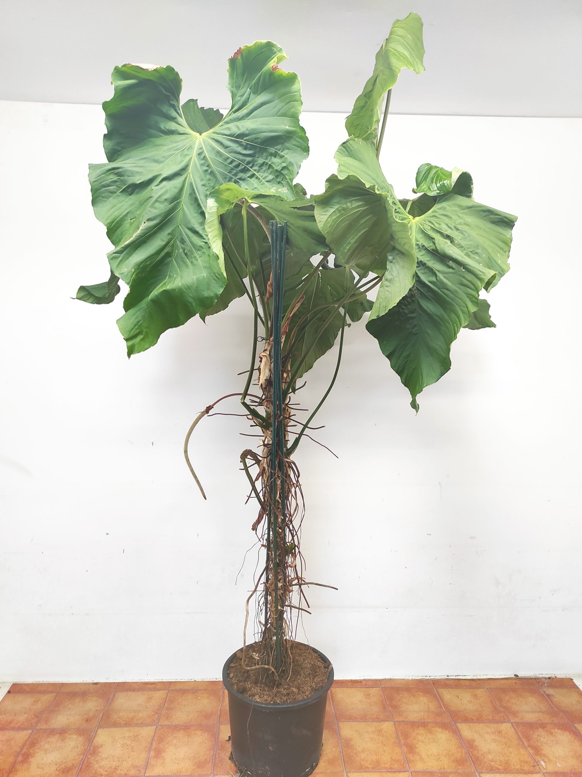 Anthurium Balaoanum - Image 2