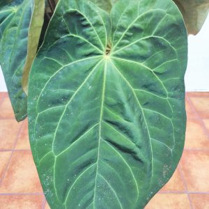 Anthurium Papillilaminum