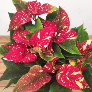 Euphorbia Pulcherrima 'Fantasy Star' - V.14