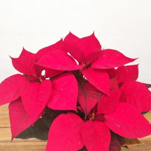 Euphorbia Pulcherrima 'Christ Universe' - V.13