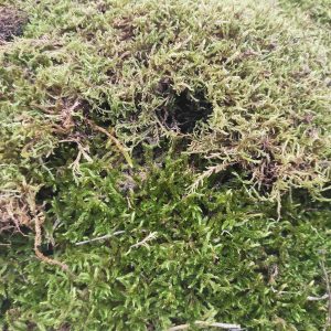 Musgo Natural - 2 Kg