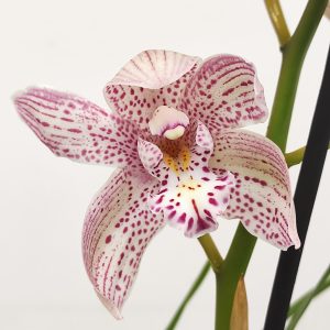 Cymbidium Paulista Rosa - 2 Hastes