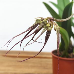 Bulbophyllum Elizabeth Ann